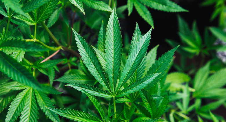Nevada Bans Pre-Employment Marijuana Drug Tests